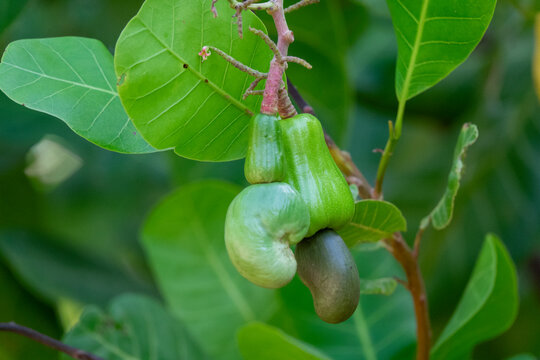 A ripe red cashew apple hangs from a branch with its nut exposed, Savanes district, Shienlow, Ivory Coast