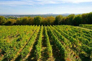 Obraz premium Saint-Germain-en-Laye vineyard in Île-de-France region