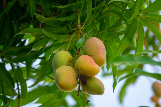 A cluster of mangoes in different stages of ripeness hangs from a branch, Savanes district, Shienlow, Ivory Coast