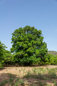 A large mango tree stands in an orchard beneath a rocky hill under a clear blue sky, Savanes district, Shienlow, Ivory Coast