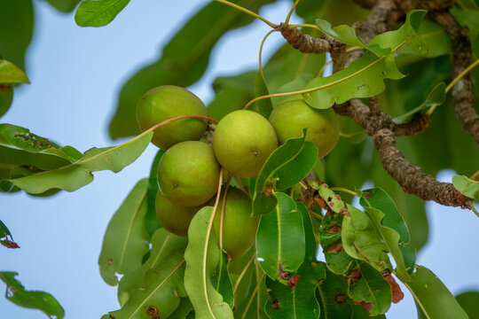Round green fruits ripen in a cluster on a tree branch, Savanes district, Shienlow, Ivory Coast