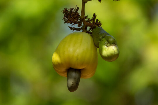 A pale yellow cashew apple hangs beside a smaller unripe green fruit and its nut, Savanes district, Shienlow, Ivory Coast