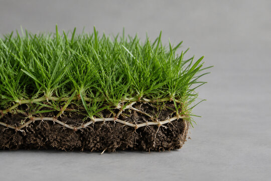 Fresh grass sod block with stolon network, lawn care and landscaping concept