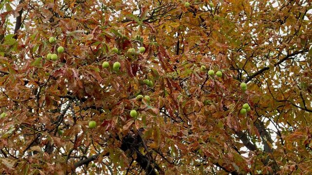The chestnut ripened in September.