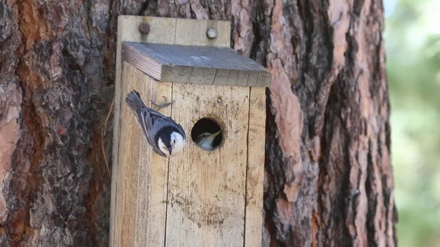 A nestling white-breasted nuthatch (Sitta carolinensis) begs from inside a cedar birdhouse as an adult perches outside at Janesville in Lassen County, California.