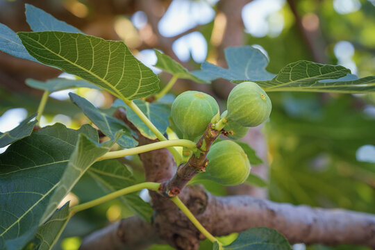 Branch of fig tree with green leaves and fruit. Ficus carica