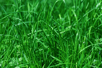 Obraz premium Lush Green Grass Field Closeup With Bright Blades For Natural Outdoor Background