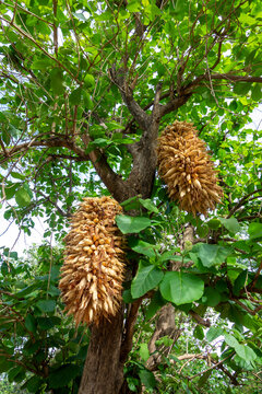 Bundles of dried corn cobs hang from a tree for storage, Savanes district, Ndara, Ivory Coast
