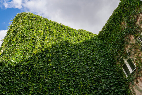 An ivy-covered tenement house in the Kazimierz district. Krakow. Malopolska. Poland.