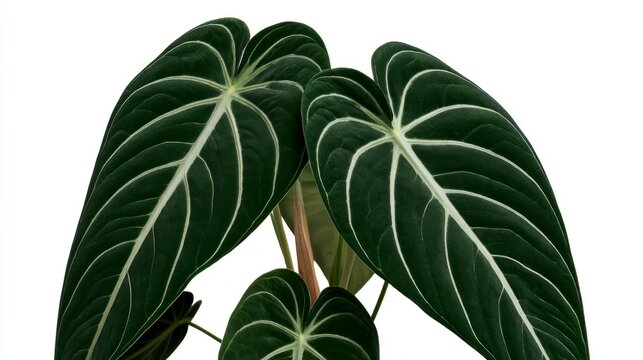 Close-up of velvet leaves of Philodendron gloriosum with prominent white veins isolated on white background