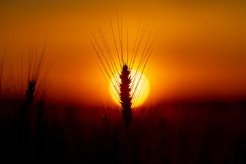 Obraz premium Wheat ear in golden light. Wheat spike at sunset. Green wheat with awn. Young wheat in field.