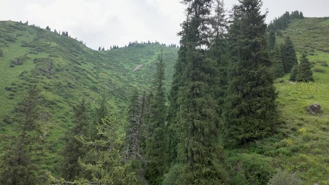 Scenic view of pine trees and lush green mountain slope from moving cable car in Shymbulak resort, Almaty, Kazakhstan