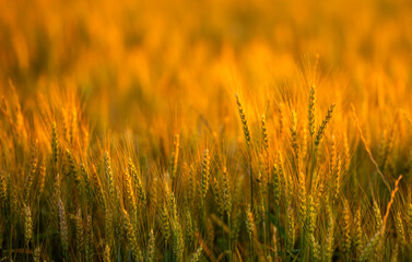 Obraz premium Wheat grows across farmland. Wheat ear faces sunlight. Golden wheat enriches landscape. Rural wheat fills frame.
