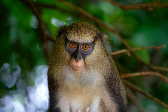 A Campbell's mona monkey stares directly at the camera among the forest leaves, Tonkpi Region, Man, Ivory Coast