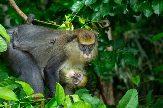 A mother monkey cradles her baby in the forest canopy, Tonkpi Region, Man, Ivory Coast