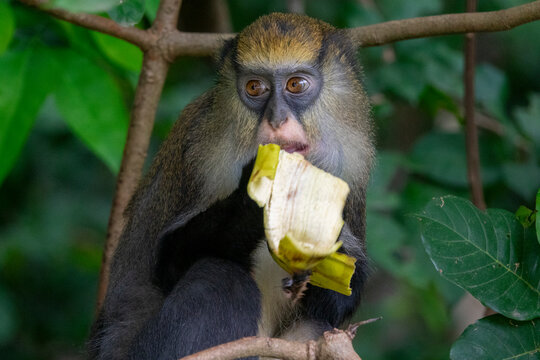 A Campbell's mona monkey bites into a peeled banana on a branch, Tonkpi Region, Man, Ivory Coast