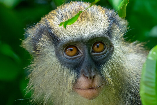 A vervet monkey with golden eyes peers through green forest leaves, Tonkpi Region, Man, Ivory Coast