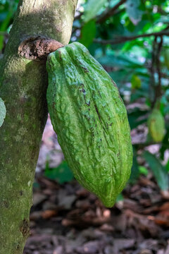 A single green cacao pod hangs against the trunk of a cocoa tree, R&eacute;gion des Lacs, Yamoussoukro, Ivory Coast