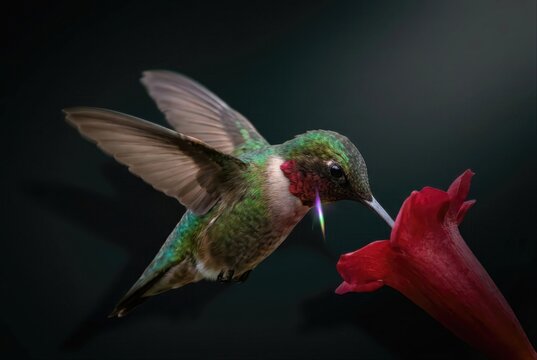 Hummingbird feeding from a red flower in dramatic dark light