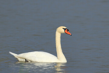 Obraz premium Swan on the lake