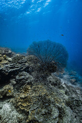 Giant sea fan gorgonian with dense school of small glassfish on coral reef. © PIPE DIVE UNDERWATER
