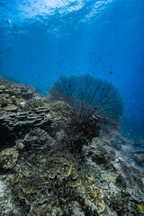 Giant sea fan gorgonian with dense school of small glassfish on coral reef. © PIPE DIVE UNDERWATER