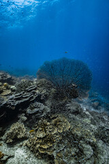 Giant sea fan gorgonian with dense school of small glassfish on coral reef. © PIPE DIVE UNDERWATER