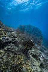 Giant sea fan gorgonian with dense school of small glassfish on coral reef. © PIPE DIVE UNDERWATER