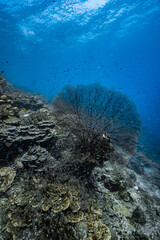 Giant sea fan gorgonian with dense school of small glassfish on coral reef. © PIPE DIVE UNDERWATER