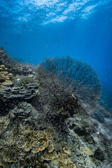 Giant sea fan gorgonian with dense school of small glassfish on coral reef. © PIPE DIVE UNDERWATER