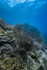 Giant sea fan gorgonian with dense school of small glassfish on coral reef. © PIPE DIVE UNDERWATER