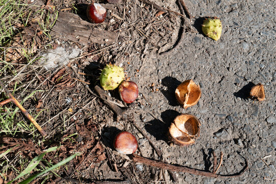 Horse chestnut conkers fallen on autumn ground