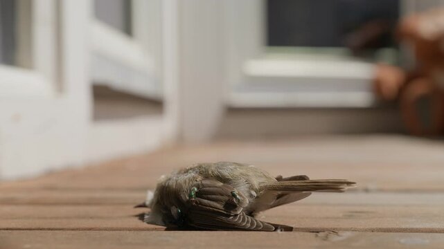 A dead bird and the flies on the wooden floor
