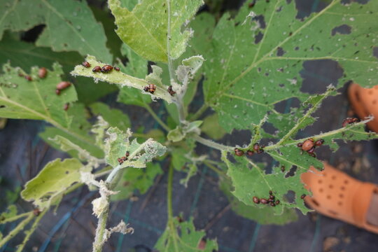 Colorado potato beetle larvae eating heavily damaged plant leaves, garden pest infestation problem