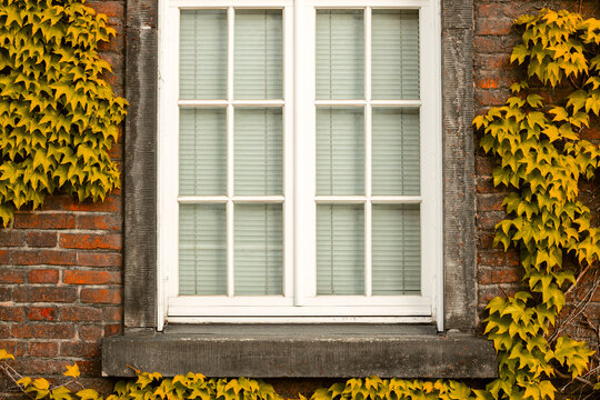 The cozy cottage aesthetic features golden yellow leaves climbing the weathered masonry surrounding a classic paneled window with closed blinds