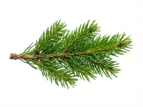 Fresh green pine tree branch isolated on a clean white background