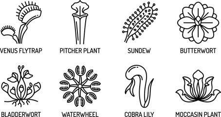 Carnivorous botanical flora elements featuring venus flytrap pitcher plant sundew butterwort bladderwort waterwheel cobra lily moccasin plant © MDNUR