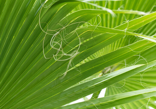 Vibrant green palm fronds sway gently in natural light