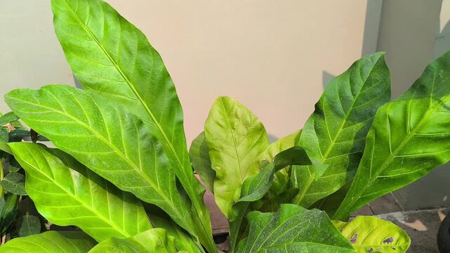 Vibrant green leaves growing in a garden stock video footage
