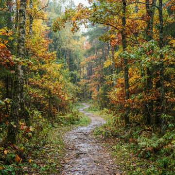 Dirt path through lush woodland with yellow and orange deciduous leaves