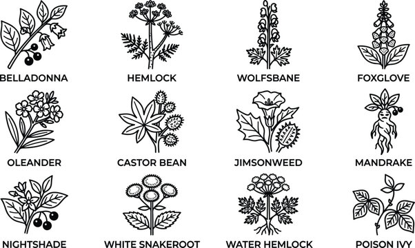 Poisonous toxic plants including belladonna hemlock wolfsbane foxglove oleander castor bean jimsonweed mandrake nightshade snakeroot poison ivy