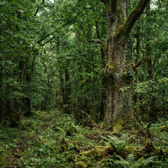 Fototapeta premium Large mossy tree trunk in the foreground of a fern filled green forest