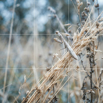 Praying mantis holding its forelegs raised on dry stalks in a brown field