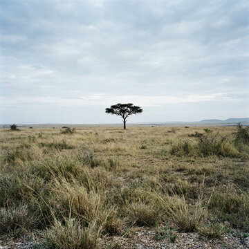 Solitary tree with a dark green canopy rising from a flat grassland under rolling hills