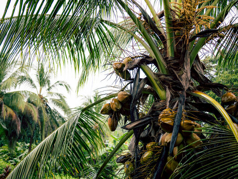 Coconut tree trunk with rough bark