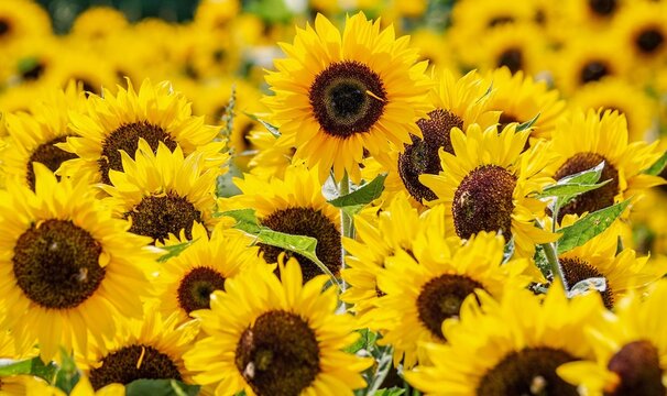Brighten Your Day: The Magic of Sunflowers