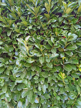 Feuillage vert dense de haie de laurier-Cerise (Prunus Laurocerasus)