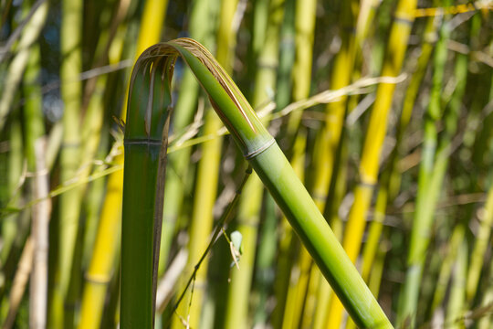 Close up of a broken green bamboo stem in a bamboo forest