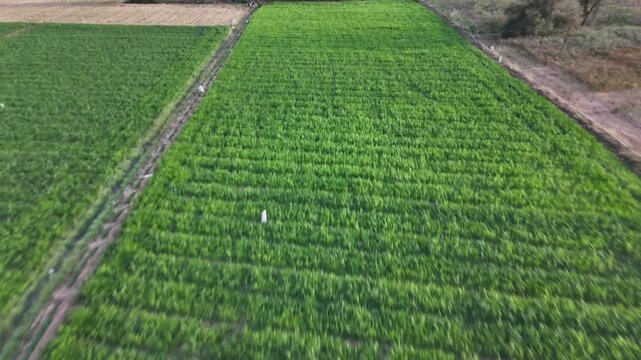 Aerial view of patchwork green farmland
