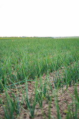 Obraz premium Green onion plants growing in rows on agricultural field under bright sky, farming vegetables